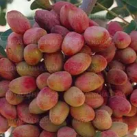 فروش پسته روی درخت