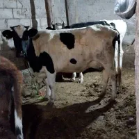 گاوشیری تازه زاشکم دوم|حیوانات مزرعه|قصابه, |دیوار