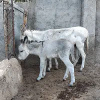 یک الاق با کره نر گوسفندی|حیوانات مزرعه|بجنورد, |دیوار