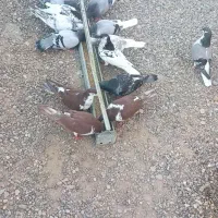 کفتر المانی رنگه