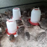 فروش بلدرچین زنده سالم و نژاد خوب و تخم گذار