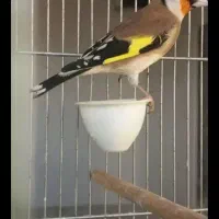 سهره نر دوساله