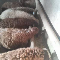 بره نر|حیوانات مزرعه|دهگلان, |دیوار