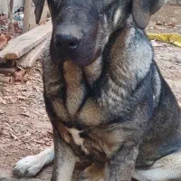 سگ سراب پژدر ماده