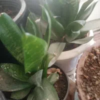 سلام این گلهابه فروش می‌رسد