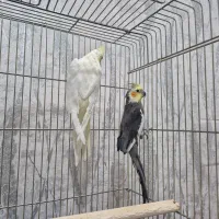 عروس هلندی جف تخم گذار|پرنده|اصفهان, ارغوانیه|دیوار