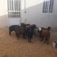 ۱۲‌راس‌بره‌نره‌وماده‌دونی‌۶۶۰۰