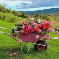 مشارکت در راه اندازی تولیدی گل و گیاه آپارتمانی