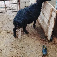 گوسفند شیشگ|حیوانات مزرعه|لیلان, |دیوار