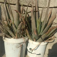 الوورا بزرگ و پاجوش دار عمده و جزیی