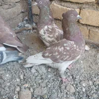 کفتر کله پرشی