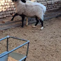 چهاری سومالی ورومانف