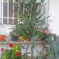 گل کاکتوس