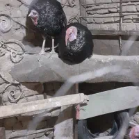 بقلمون نر محلی چاق برای کشتار