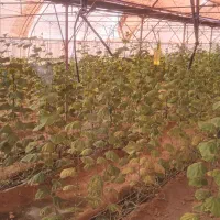 سازه ی گلخونه