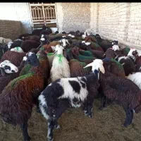 بره نر لاغر پای پرواری افشاری وبروجردی پلنگی