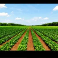 با کود ارگانیک تا ۳۰٪ تناژ محصول را افزایش دهید