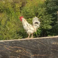 خروس محلی خروس گلین