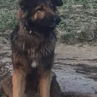 سگ ژرمن گمشده|حیوانات|ارومیه, |دیوار