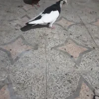 جوجه گره