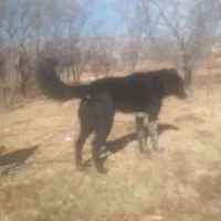 حیوانات خانگی