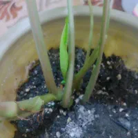 گل سینگینیوم|گل و گیاه طبیعی|رشت, حمیدیان|دیوار