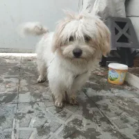 سگ شیتزو تریر نر|سگ|نظرآباد, رسالت|دیوار