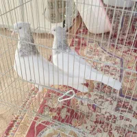 نروماده کله الماسی|پرنده|قم, شهرک فاطمیه|دیوار