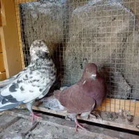 کفتر کاشونی سرخ|پرنده|نجفآباد, کهریزسنگ|دیوار