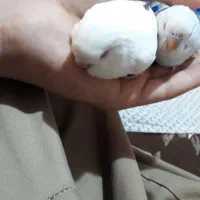 مرغ عشق نیمه دستی|پرنده|قم, باغ کرباسی|دیوار