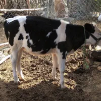 گوساله|حیوانات مزرعه|رامیان, |دیوار