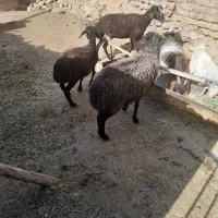 میش چاق وبره نر