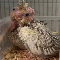 جوجه عروس نزدیک یک ماه