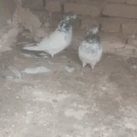 به جفت گله چیل
