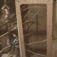 قفس دست ساز پرنده|لوازم جانبی حیوانات|مشهد, ارشاد|دیوار