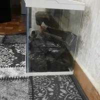 اکواریوم  شرکتی با تمامی تجهیزات|ماهی|رشت, فلسطین|دیوار