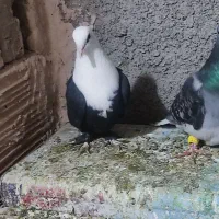 کبوتر گرفتنی