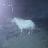 قوچ برای دیگ