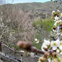 اجاره باغ ویلا جنگلی مایان