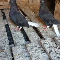 کبوتر رنگی و پلاکی