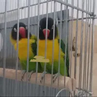 فروش یقه زرد ارجینال|پرنده|مرودشت, ابوذر شمالی|دیوار