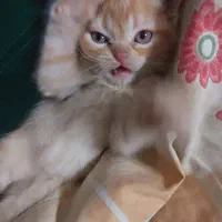 دو عدد گربه پرشین|گربه|زاهدان, |دیوار