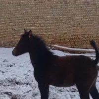 اسب|اسب و تجهیزات اسب‌سواری|اراک, |دیوار