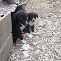 حیوانات خانگی