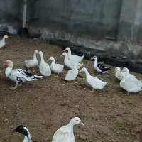 اردک معمولی