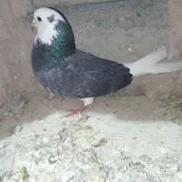 کبوتر|پرنده|چنارود, |دیوار