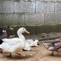 فروش اردک تمام ارگانیک