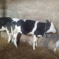 چهار عدد گوساله ماده مخصوص نگهداری