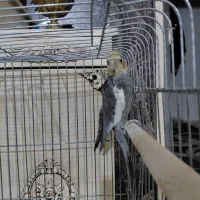 یک عدد عروس هلندی سینامون|پرنده|پاکدشت, پاکدشت (مامازند)|دیوار