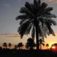 راهنمایی درمورد شغل ن